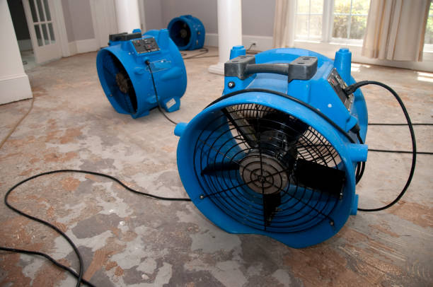 Best Carpet water damage restoration  in Portsmouth, VA