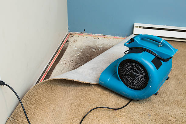 Best Flood damage cleanup  in Portsmouth, VA